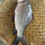 কাতল মাছ