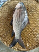 কাতল মাছ