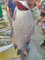 কাতল মাছ - Image 2