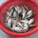 দেশী পুটি মাছ - Image 4