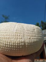 অষ্টগ্রামের পনির - Image 3