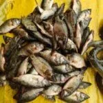 রয়না মাছ