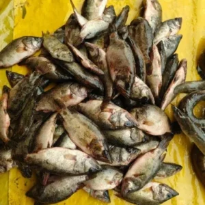 রয়না মাছ