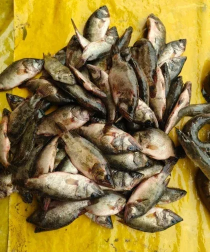 রয়না মাছ রয়না মাছ