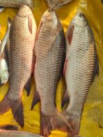 রুই মাছ - Image 2