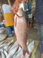 রুই মাছ - Image 3