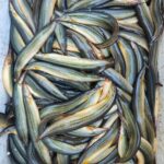 তারা বাইম