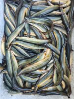 তারা বাইম