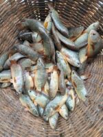 কৈ মাছ - Image 2