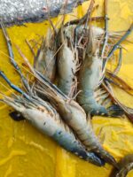 সারং চিংড়ি - Image 2