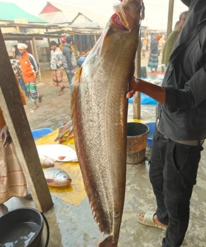 boial বোয়াল