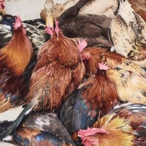 দেশি মুরগি