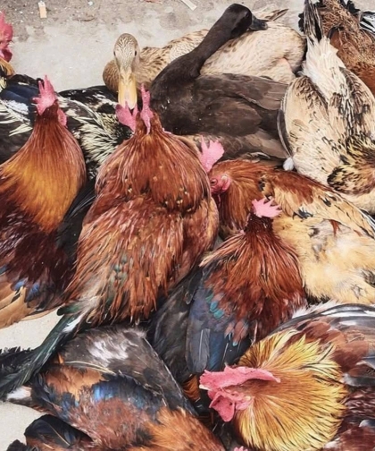 দেশি মুরগি