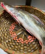 আইড় মাছ - Image 2