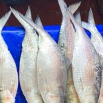 ইলিশ মাছ