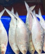 ইলিশ মাছ