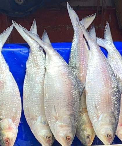 ইলিশ(1) ইলিশ মাছ - Image 1