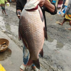 কাতল মাছ