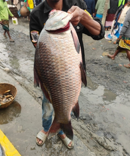 কাতল কাতল মাছ