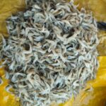 ছোট চিংড়ি মাছ
