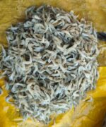ছোট চিংড়ি মাছ