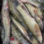 বেলে/বাইল্লা মাছ