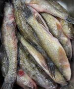 বেলে/বাইল্লা মাছ