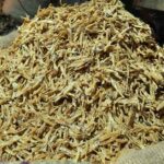 কাচকি শুটকি