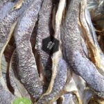 শোল মাছের শুটকি