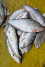 ফলি মাছ - Image 2