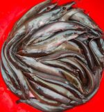 দেশী শিং মাছ - Image 2