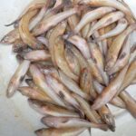 বেলে/বাইল্লা মাছ - Image 4