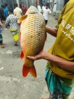 কার্ফু মাছ - Image 3