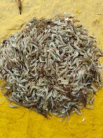 ছোট চিংড়ি মাছ - Image 4