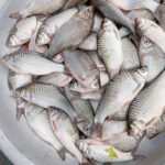 সরপুঁটি