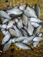 সরপুঁটি - Image 3