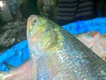 ইলিশ মাছ - Image 5