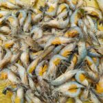 ধনু নদীর ডিমা চিংড়ি