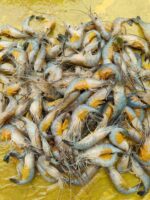 ধনু নদীর ডিমা চিংড়ি