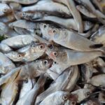 চাপিলা মাছ