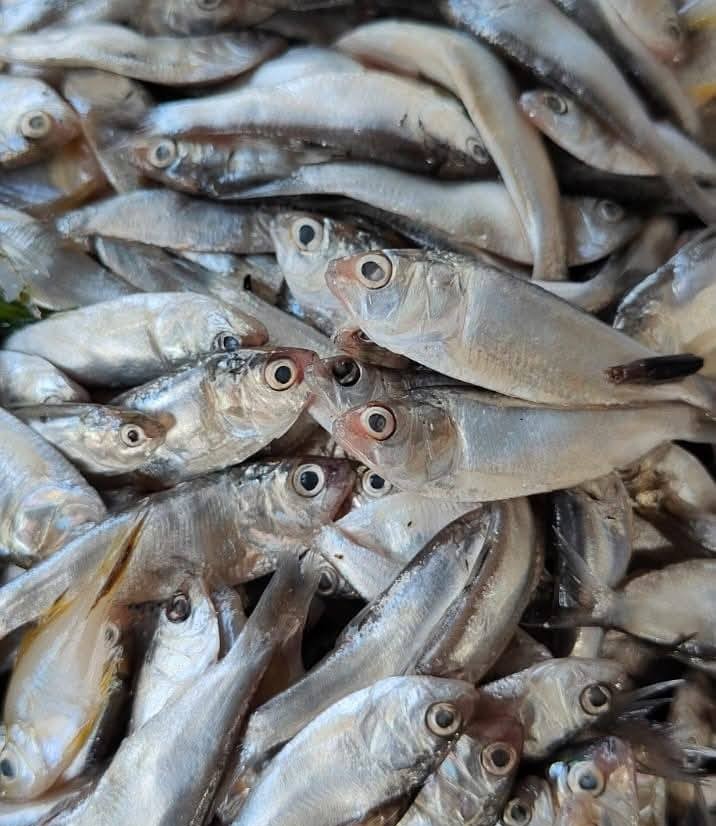 555492275_1097362979235616_4833333504737292616_n চাপিলা মাছ - Image 1