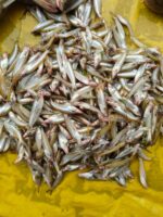 বাতাসি মাছ - Image 2