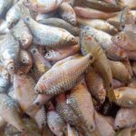 দেশী পুটি মাছ