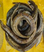 বাইম মাছ - Image 3