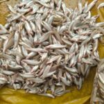 বাতাসি মাছ - Image 3