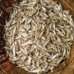 বাতাসি মাছ