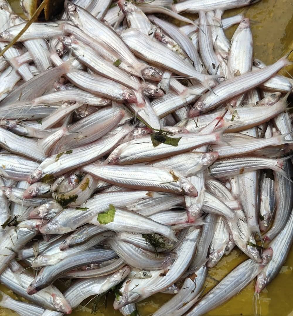 কাজলী মাছ কাজলী মাছ - Image 1