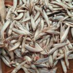 কাজলী মাছ - Image 3