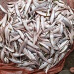 কাজলী মাছ - Image 2