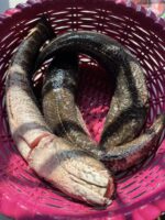 শোল মাছ - Image 2